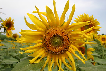 Image showing Sunflower