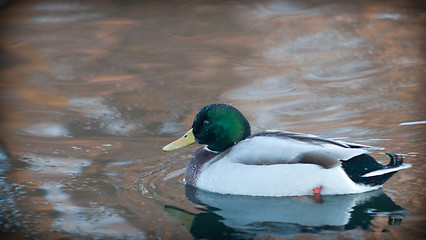 Image showing Duck