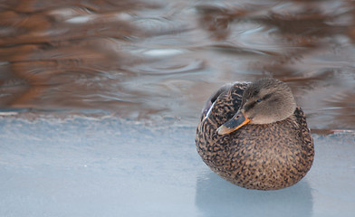 Image showing Duck on ice