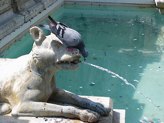 Image showing Thirsty pidgeon