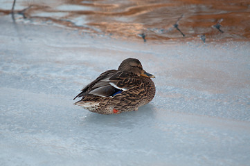Image showing Bird on ice