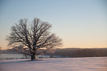 Image showing Tree on winter field