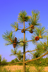 Image showing A small pine tree with cones