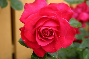 Image showing Rose