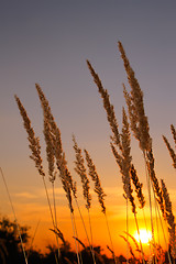 Image showing Sunset in desert