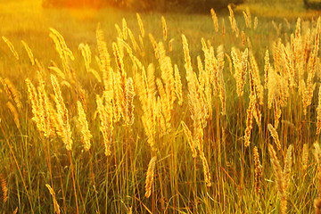 Image showing Grass in sunny haze