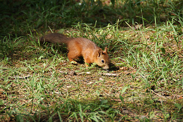 Image showing Squirrel 