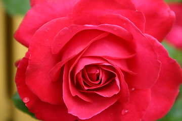 Image showing Red rose