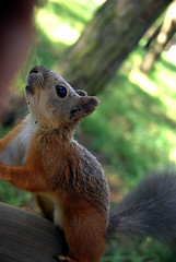 Image showing Squirrel 