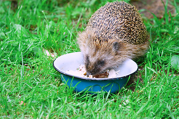 Image showing Hedgehog 