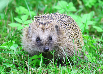 Image showing Wild hedgehog