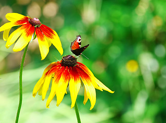 Image showing Butterfly Inachis Io On Yellow Flower