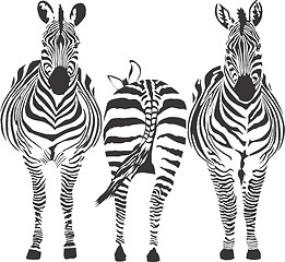 Image showing Zebras