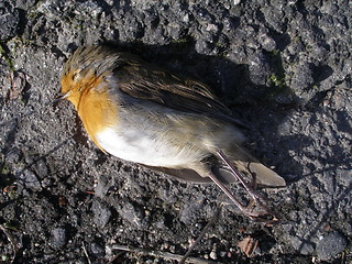 Image showing Robin, roadkill