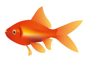 Image showing goldfish illustration