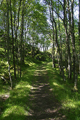 Image showing Road through the forest