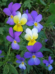 Image showing Wild Pansy, Viola tricolor, Åkerstemorsblom