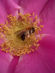 Image showing Bumblebee