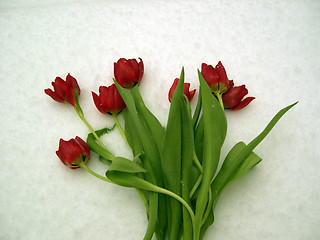 Image showing Red tulips in the snow