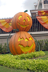 Image showing Pumpkins