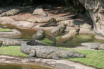 Image showing Alligators