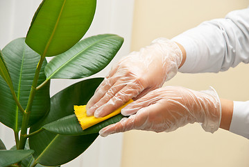Image showing cleaning ficus
