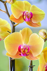 Image showing yellow Orchid closeup