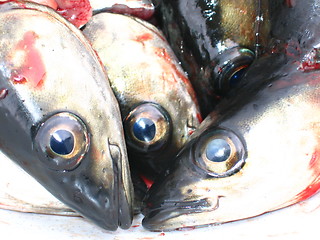 Image showing Fisheyes