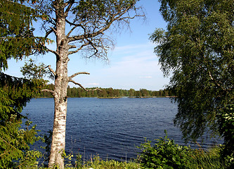 Image showing Trees by lake Rømsjøen