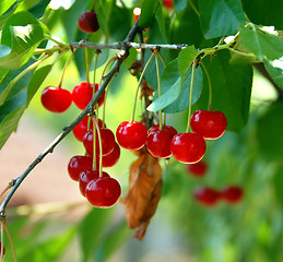 Image showing Growing cherries
