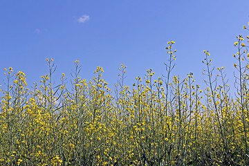 Image showing Rapeseed flowers against blue sky