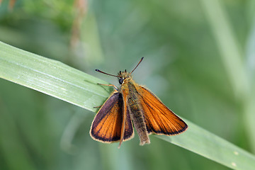 Image showing Essex Skipper, Thymelicus lineola