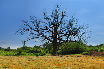 Image showing Lonely dry tree