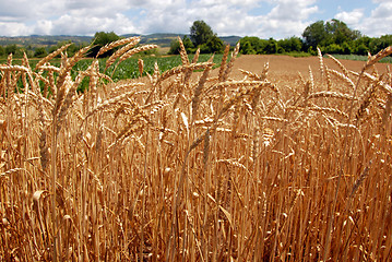 Image showing Wheat field