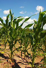 Image showing Corn field