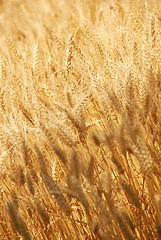 Image showing Wheat field background