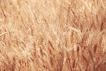 Image showing Wheat field background