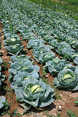 Image showing Cabbage field