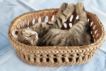 Image showing Adorable kitty sleeping in basket