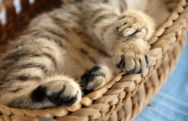 Image showing Paws in basket