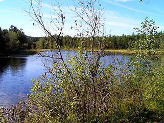 Image showing Forest lake