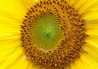 Image showing Sunflower