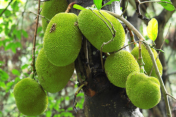 Image showing tropical jackfruit 