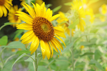 Image showing Sunflower