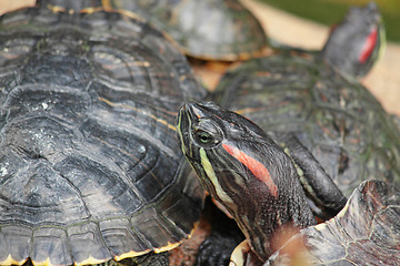 Image showing tortoise sitting on stone 