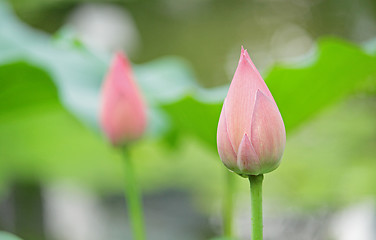 Image showing Hindu Lotus 