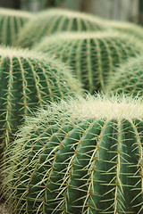 Image showing Cactus of sphericity style grows in sand 