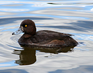 Image showing Tufted duck (female)