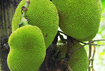 Image showing tropical jackfruit 