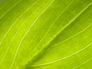 Image showing Green leaf